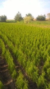 Туя Smaragd оптом Минск Доставка #1666502