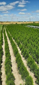 Купить тую в питомнике доставка по РБ #1667799