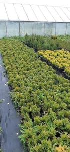 Туя шаровидная Даника 12 см #1667804