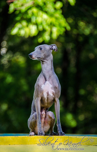 Кобель левретки. Вязка #1668295
