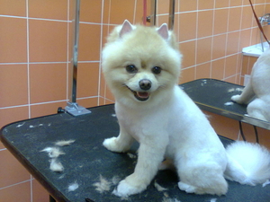 Стрижки собак и кошек #1669094