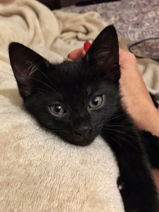 Котята в дар! #1669913