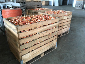 Лук репчатый урожая 2019 г. #1671715