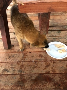 Щенки в дар - Минская область. Беленький - мальчик,  черненькая - девочка #1672738