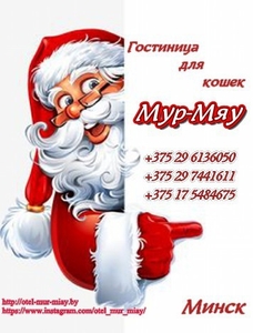 Зоогостиница  Мур-Мяу #1671273