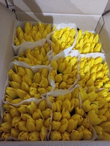 Тюльпаны для реализации 8 Марта от производителя #1673722