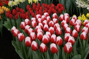 Цветы к 8 Марта оптом принимаем заказы #1675628