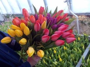 Тюльпаны в ассортименте оптом и в розницу. #1675682