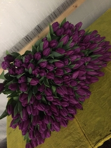 Тюльпаны в Минске от производителя #1675694