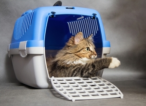 Переноски для животных напрокат #1677440