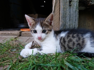 Котята (2 месяца) #1687133