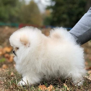 цудоўны чыстакроўны Памеран #1697024