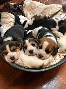 У НАЯВАННІ....... #1702792