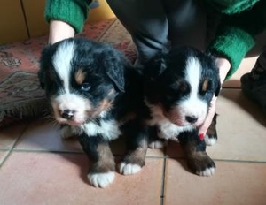 Шчанюкі Бернскай зенненхунда #1702794