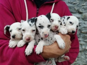 Далмацінскія шчанюкі з E.N.C.I./F.C.I. #1702801