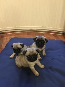 Даступныя цудоўныя шчанюкі Мопс #1702799