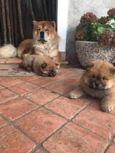 Шчанюкі чау-чау #1702802