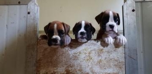 Даступна 6 шчанюкоў баксёра высокай генеалогіі. #1702796