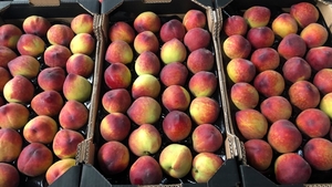 Предлагаем оптовые поставки персиков из Испании. #1710046