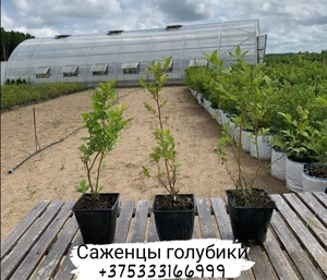 Саженцы голубики сорт