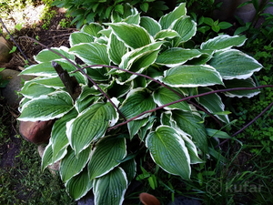 Хоста Соу Свит #1714051