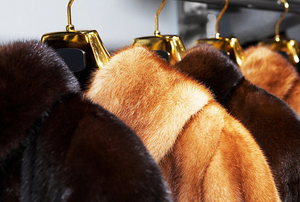 Говорящий купон для скидки на меховые изделия. #1717119