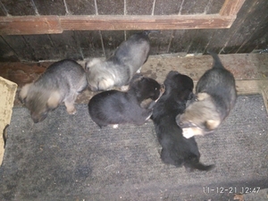 Собаки #1719678