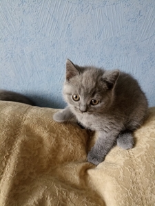 Голубая британская кошечка #1725037
