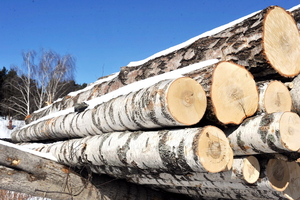 Березовый фанкряж (пиловочник) из Архангельской,  Тульской,  Калужской областей. #1728518