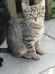 Котята ищут дом! #1728439