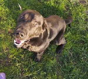 Пес ищет дом #1736686