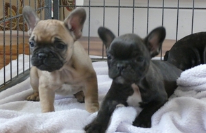 Щенки французского бульдога готовы к переезду #1736946