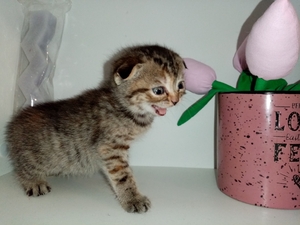 Шотландские коты #1747339