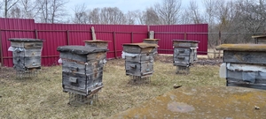 Мед натуральный,  прополис,  мед в сотах #1647541