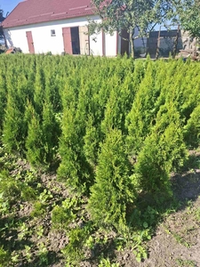 Туи смарагд #1715630