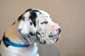 Мраморные щенки немецкого дога из Челябинска #525239