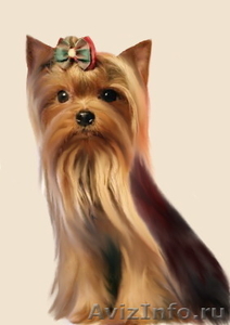 Питомник йоркширских терьеров. #20107