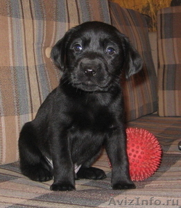 щенки лабрадора черные #60175