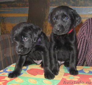 лабрадора щенки черного окраса #60169