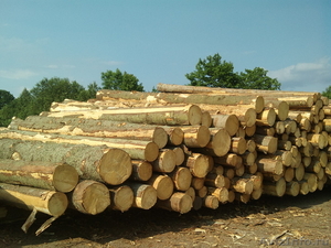 покупаю бревен хвойных пород #318776