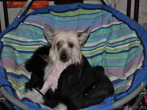 Китайской хохлатой  мальчики от Интер  Чемпиона.. #737803