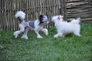 Китайской хохлатой пуховые  девочки от ИнтерЧемпиона. #512198