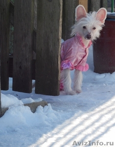 Китайской хохлатой голышки-малышки, любят всех без передышки. #980730