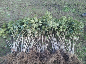 Cаженцы смородины черной 2-летние оптом #953873