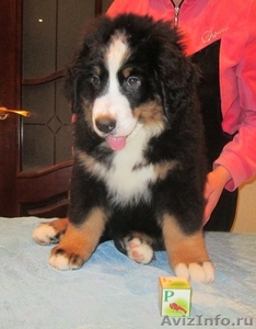продаются красивые,  здоровые щенки бернского зенненхунда #1193669