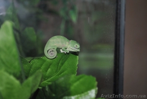Продажа пресмыкающихся. #244498
