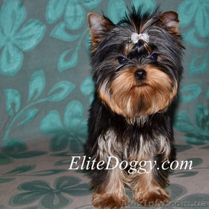 Йоркширский терьер,  элитные малютки! #813150