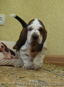 Очаровательные щенки бассет-хаунда #1360885