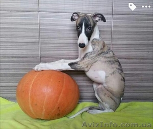 Уиппет (Малая английская борзая). Щенки #1508504