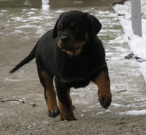 Ротвейлер. Высоко-породные щенки #1508510